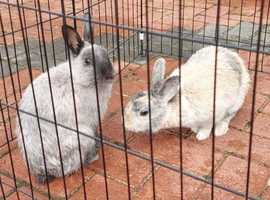 2 female Rabbits