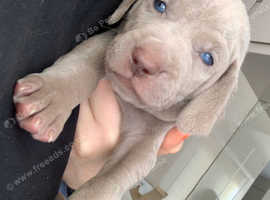 Weimaraner Dogs And Puppies For Sale And Rehome Uk Find Dogs And