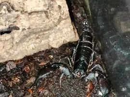 Asian Forest Scorpion, Male, Comes with enclosure