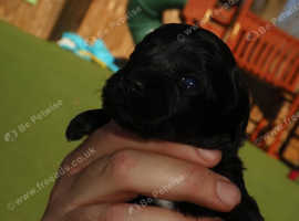 5 shihpoos left