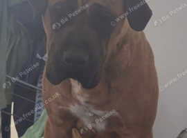 Fawn presa bitch for sale