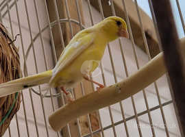 Female Canary For Sale