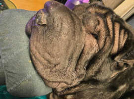 Shar pei  for sale