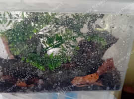 4 baby mourning geckos