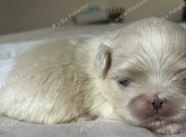 Stunning Pekingese Puppies