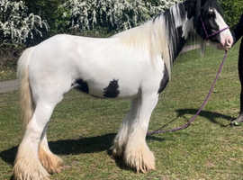 Pretty coloured mare
