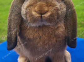 Baby Agouti German Lop Doe