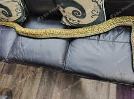 Burmese python female