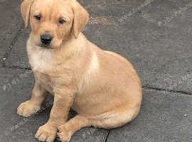 Labrador puppies