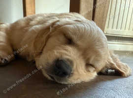Stunning litter of exceptionally well bred Retrievers