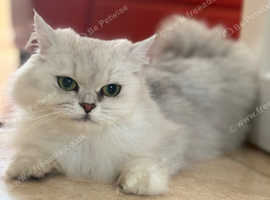 Long-Hair Persian Cat