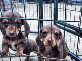 Mini Dachshund puppies ready now