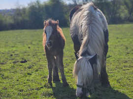 Mare and foal at foot