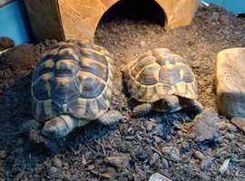 2 Hermann tortoise