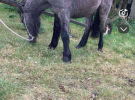 Cob/welsh d
