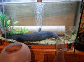 Massive 30 inches long fire eel