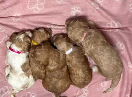 Beautiful sproodle puppies for sale