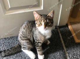 Boy kitten Rooney