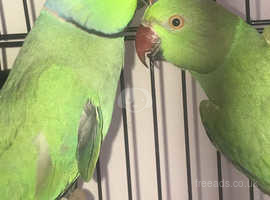Bonded pair of Indian Ringnecks with cage