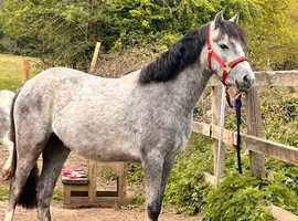 2 year old grey welsh filly to make 13hh