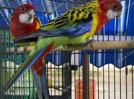 Golden rosella pairs Glasgow