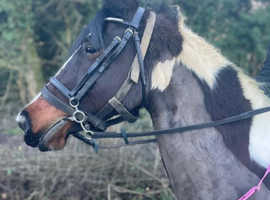 15.1hh 8 year old Cob x Trotter Mare
