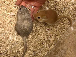 Two male gerbils looking for a forever home