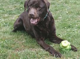 Chocolate Labrador 5 years old