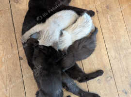 Farmhouse kittens