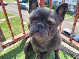 10 month old blue french bulldog