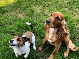 Gino 4 year old Jack Russell