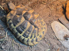 Female hemans tortoise