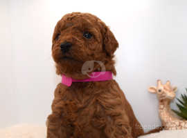 Cavapoo puppies hot sale under 500