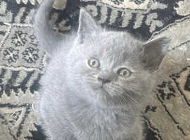 British shorthair kittens