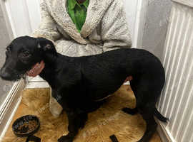 Bedlinton saluki greyhound pups