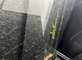 Young Day Gecko and Exo Terra Viv for sale