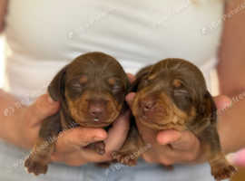 Miniture dachsund puppies