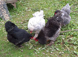 HATCHING EGGS BRAHMA LF BLUE/BLACK/SPLASH