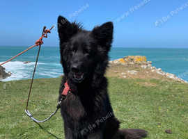 Re home gsd