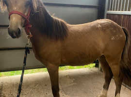Dun yearling colt