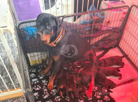 Rottweiler puppies ready 24 may
