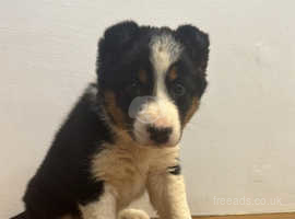 Three coloured short hair collie female pup available now