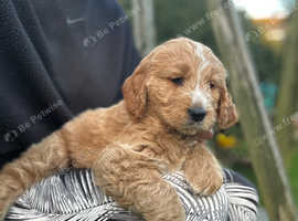 Golden Doodle Puppies Ready Now