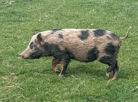 Kunekune gilt
