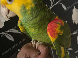 Tame double yellow head amazon