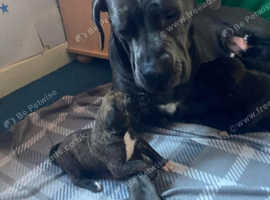 Needing forever homes