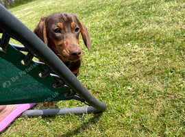 Miniature Dachshund Boy