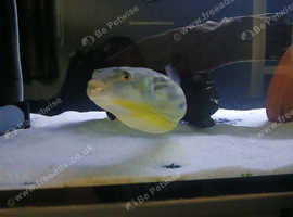 Large Fahaka Puffer