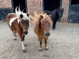 12 year old mare, 11 year old mare, 7 year old gelding