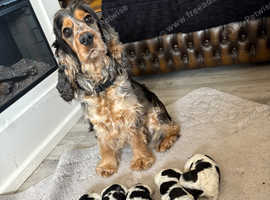Show Cocker spaniel